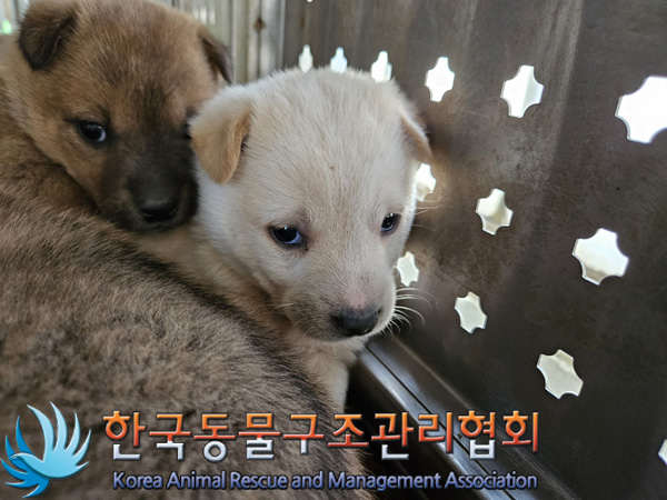 한국동물구조관리협회_441559202401402
