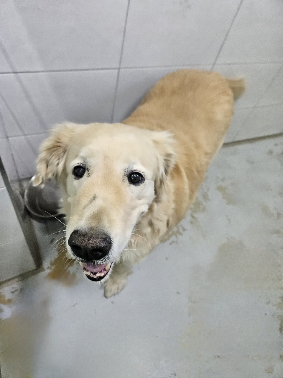 아산동물복지지원센터_444452202402432