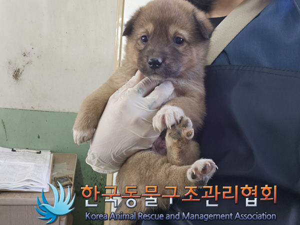 한국동물구조관리협회_441559202401405