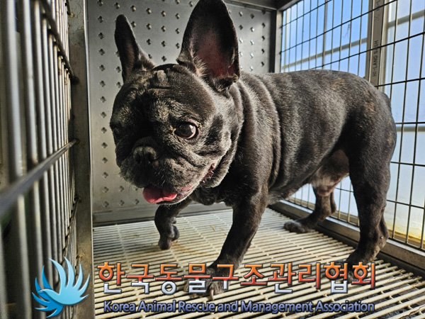 한국동물구조관리협회_411317202400477