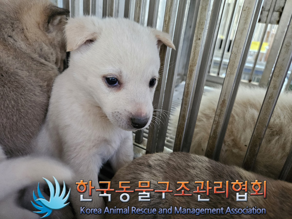 한국동물구조관리협회_441559202401401