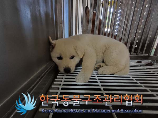 종료(안락사) 믹스…