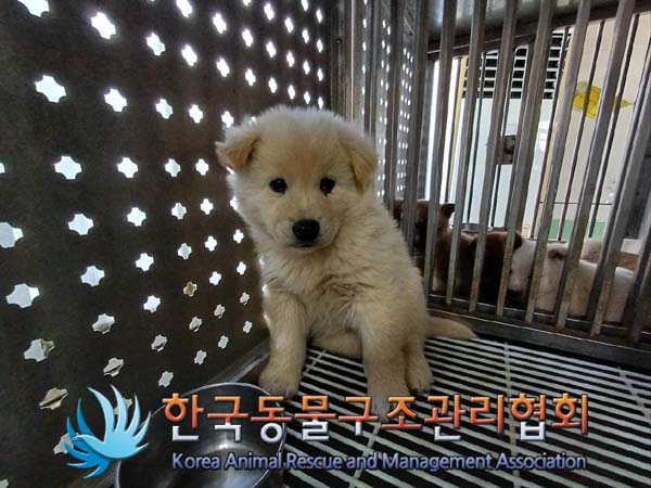 한국동물구조관리협회_441414202401010