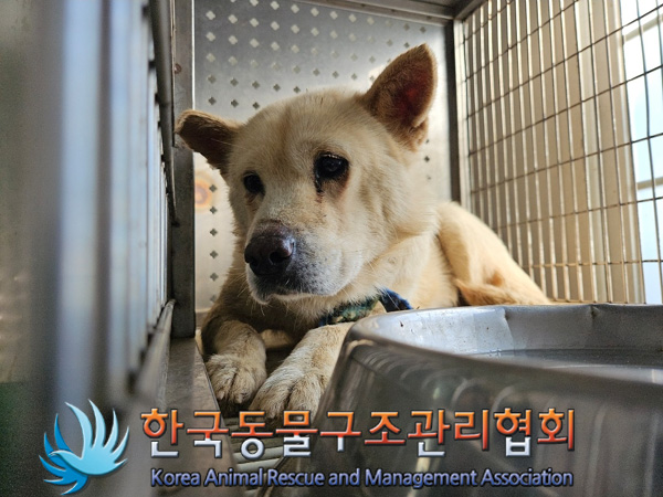 보호중 믹스견의 가…