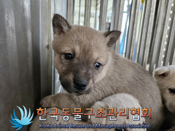 한국동물구조관리협회_441559202401404