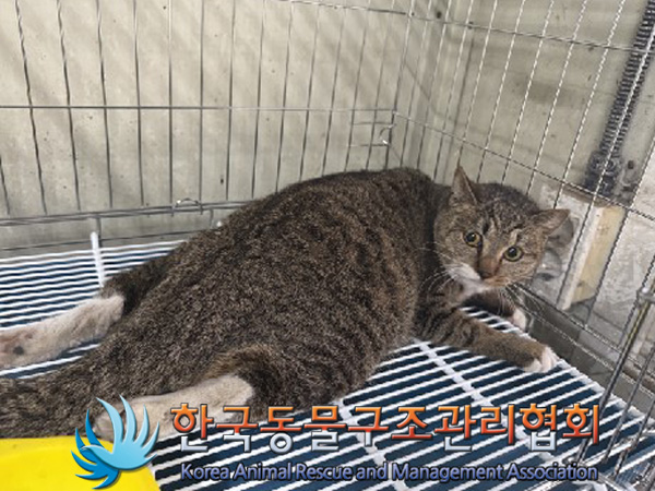 한국동물구조관리협회_411305202400857
