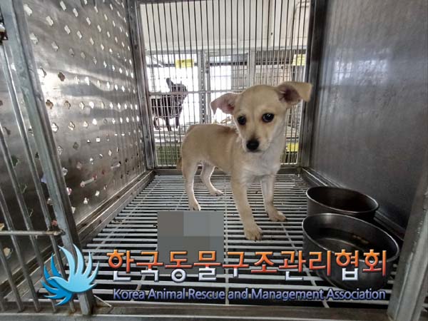 한국동물구조관리협회_441560202401423