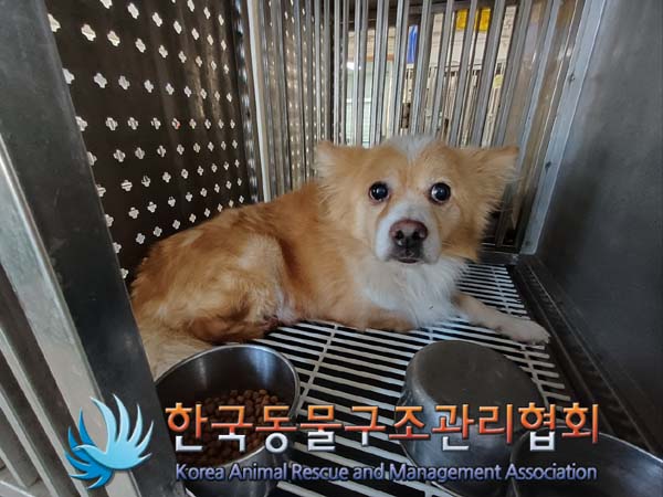 한국동물구조관리협회_441406202402176