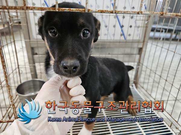 한국동물구조관리협회_441559202401409