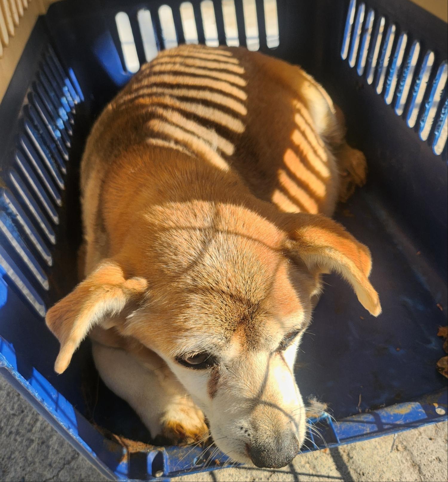 울산유기동물보호센터_431373202402004
