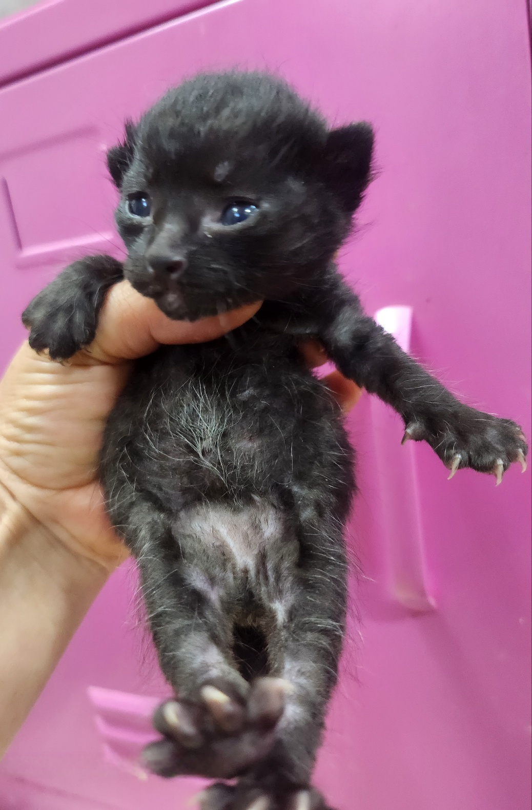 울산유기동물보호센터_431372202400690
