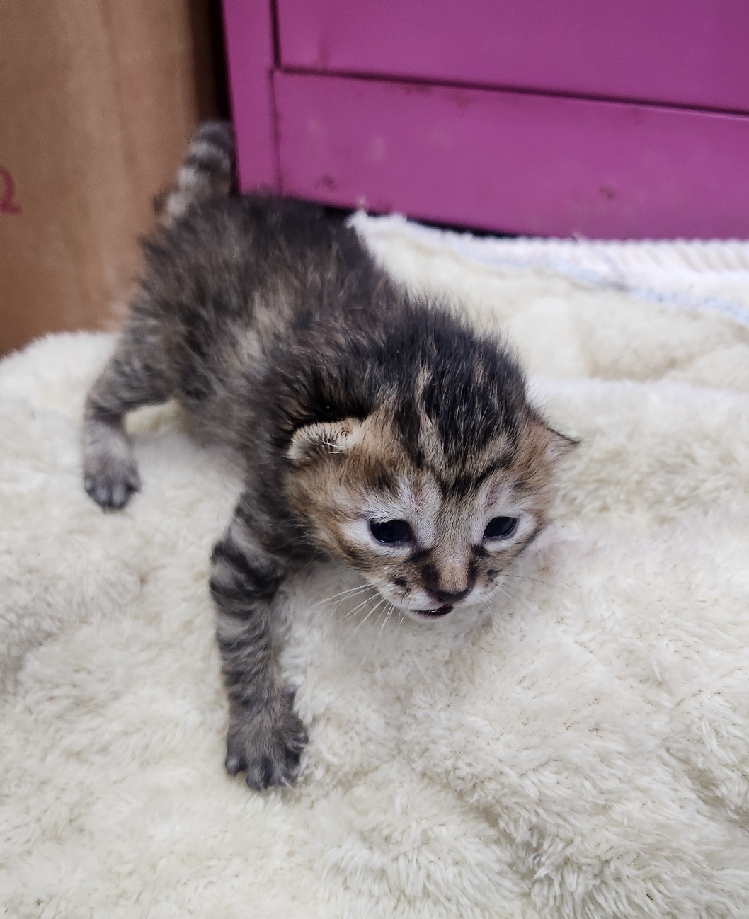 보호중 한국 고양이…