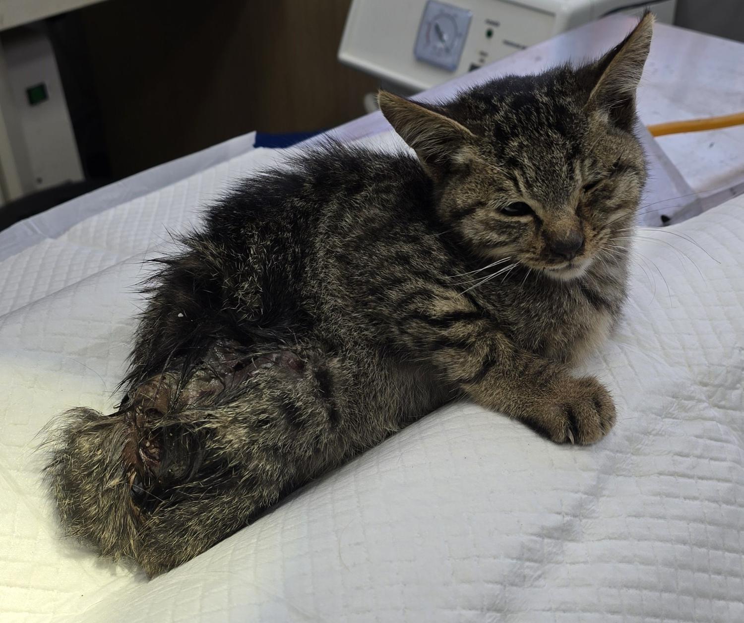 보호중 한국 고양이…