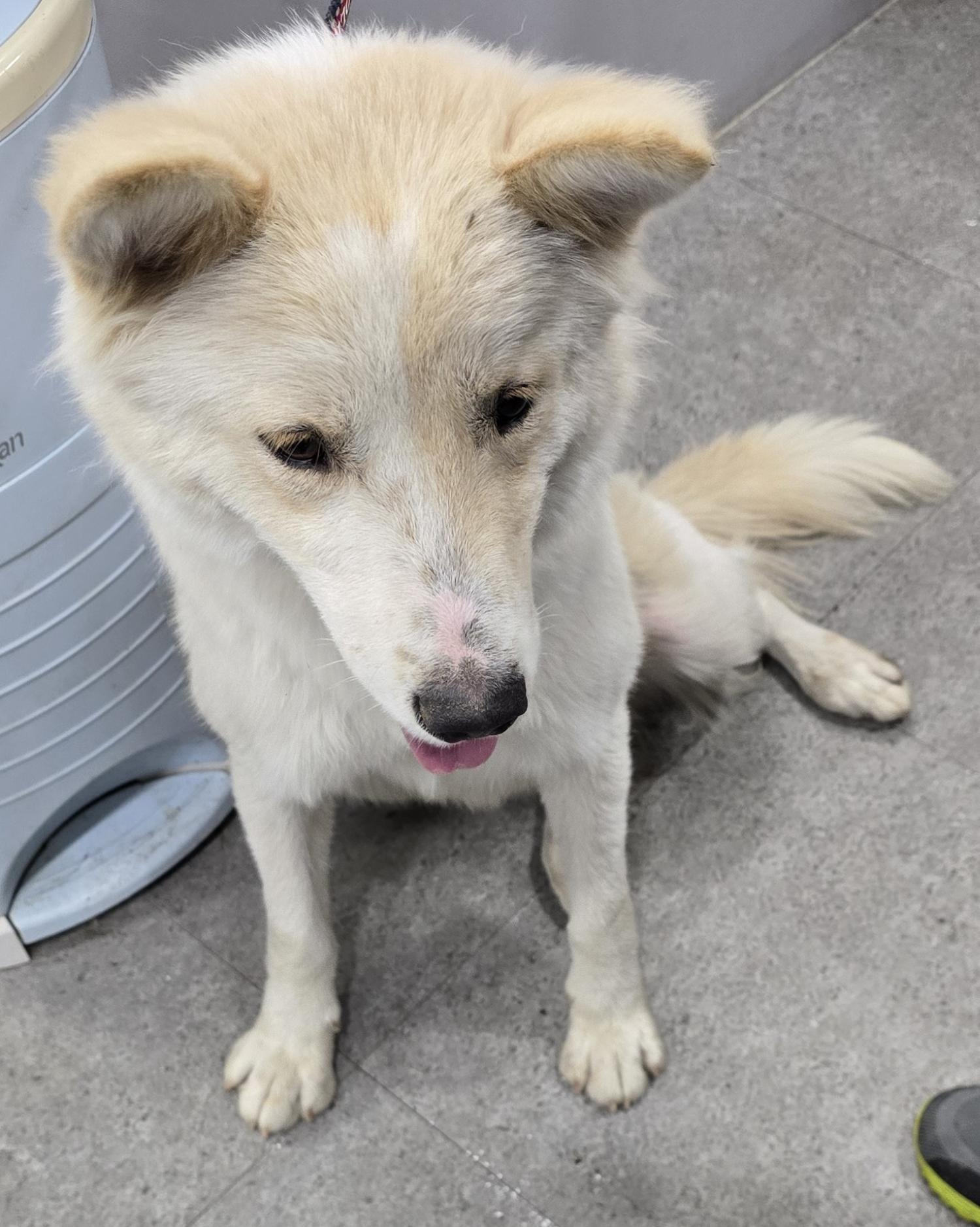 보호중 믹스견의 가…