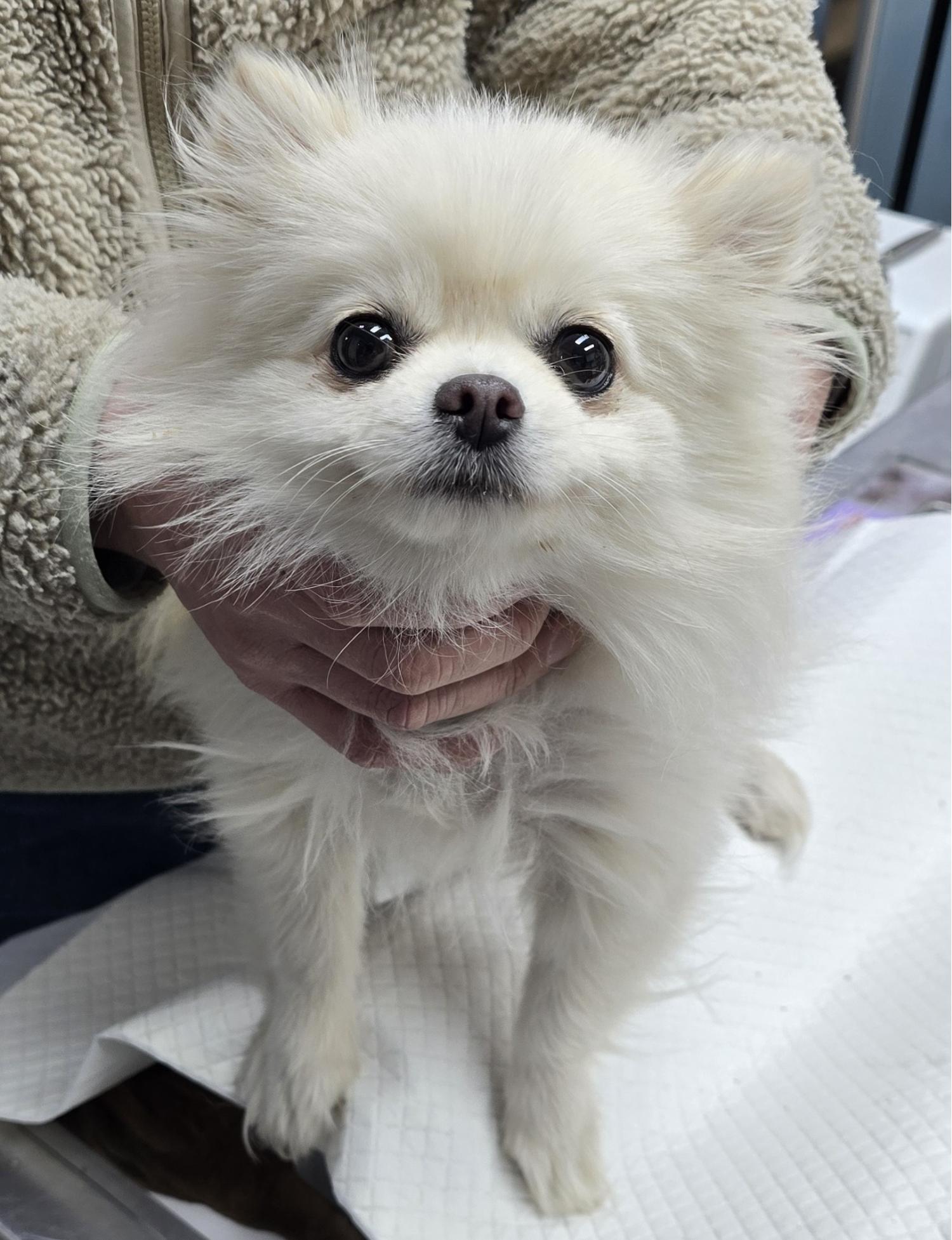 종료(반환) 포메라…