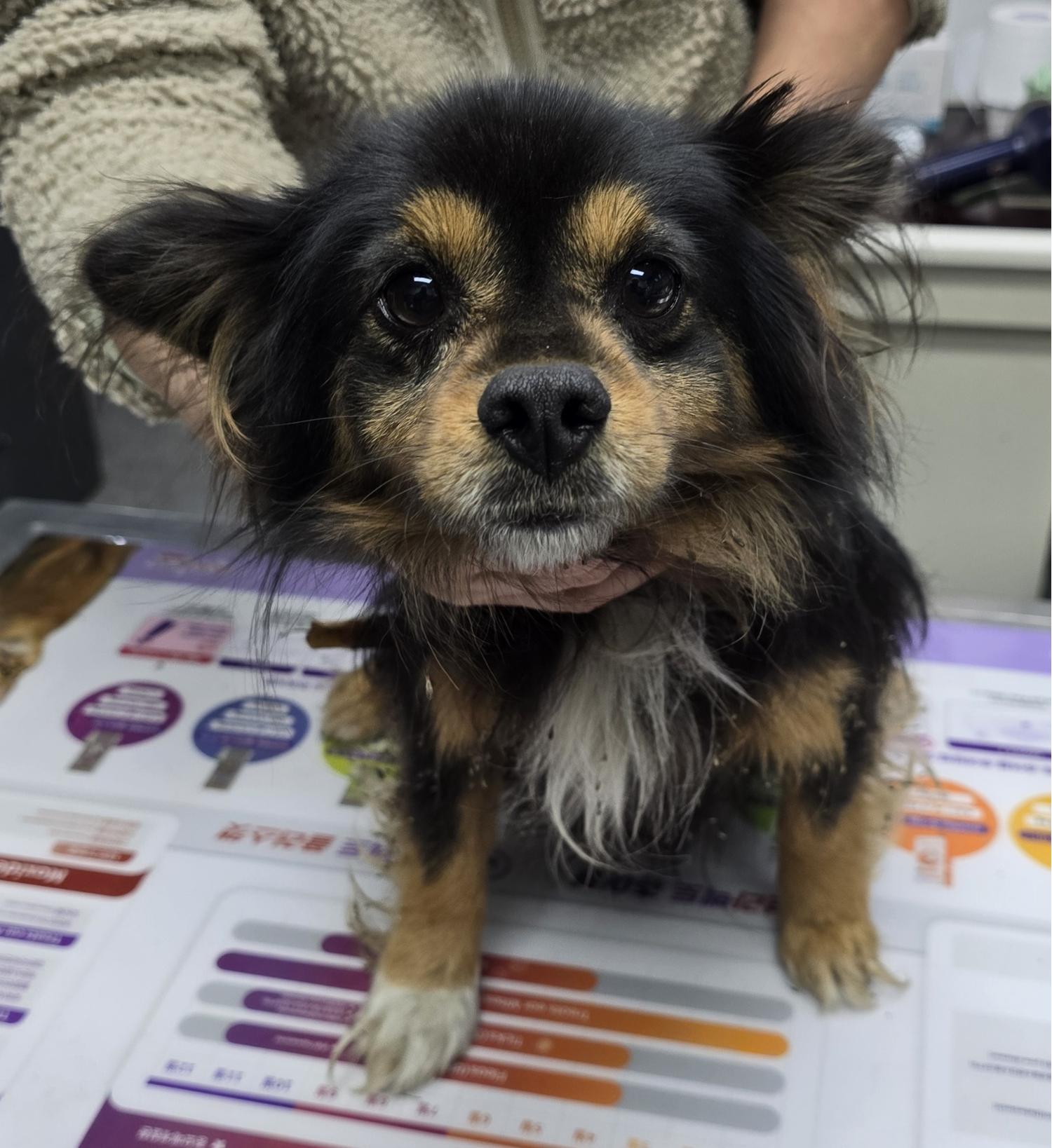 종료(안락사) 믹스…