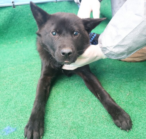 보호중 믹스견의 가…