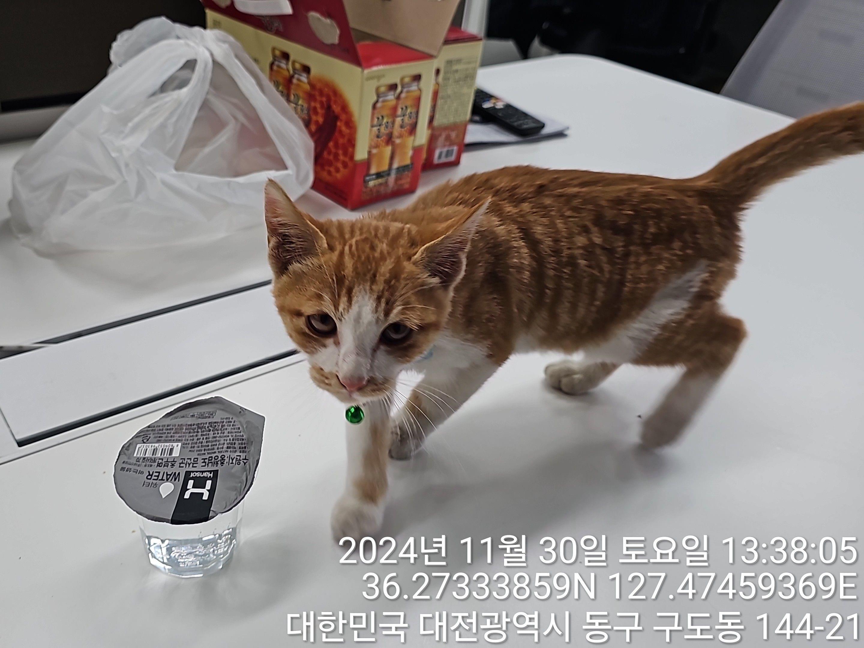 대전동물보호센터_430364202400806