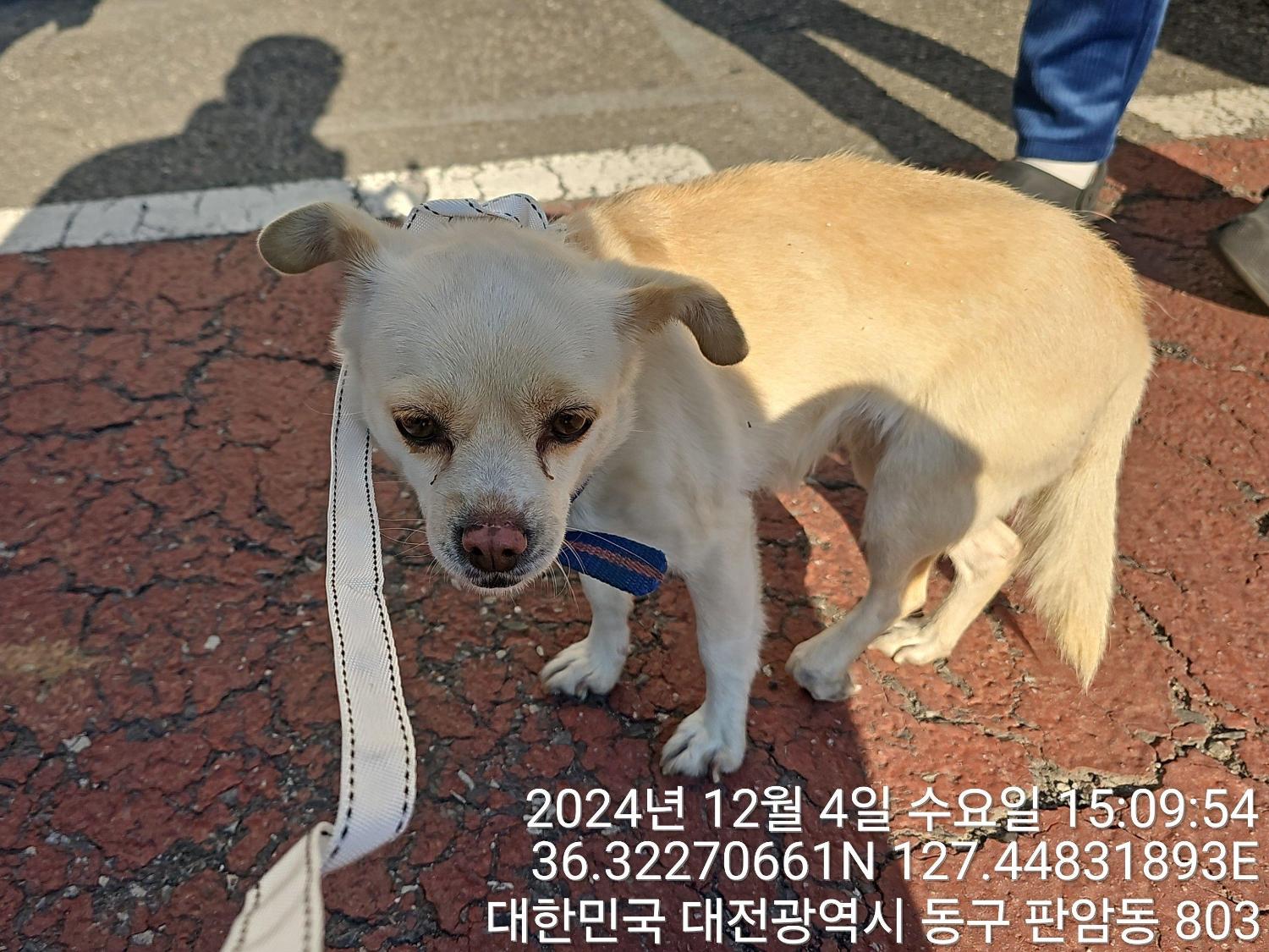 대전동물보호센터_430364202400807