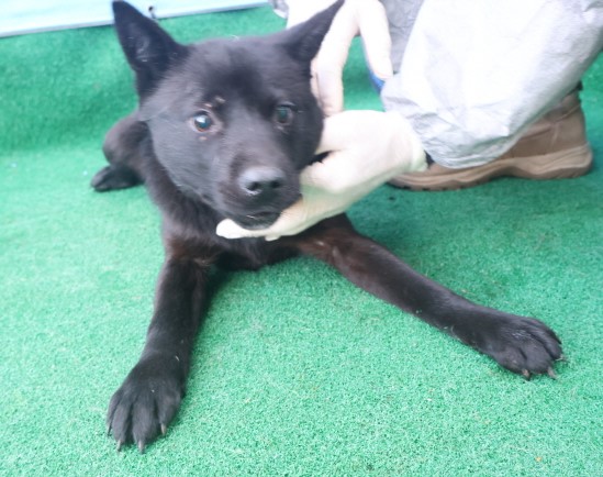 제주 동물보호센터_450650202403607