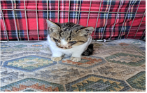 (사)동물보호관리협회_448535202401461