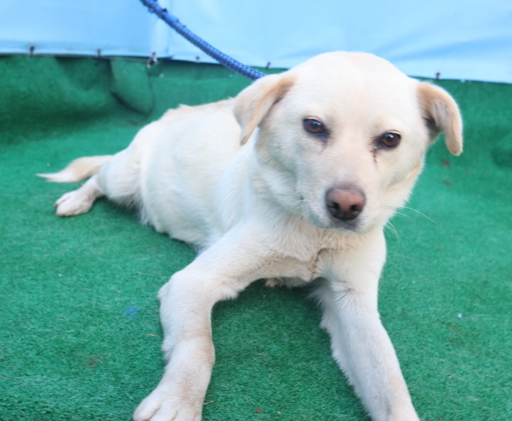 제주 동물보호센터_450650202403610