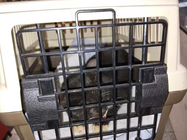 종료(자연사) 한국…