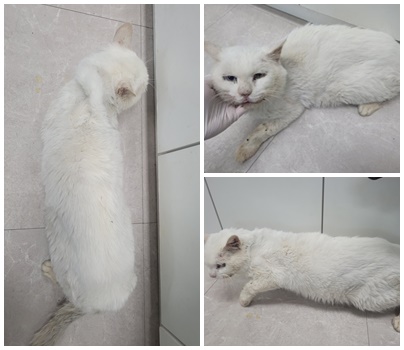 논산시 동물보호센터_444454202401144