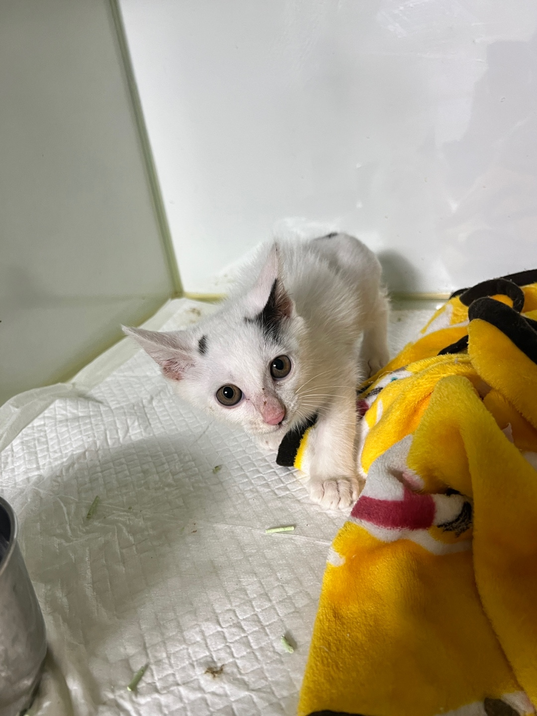 부산동물보호센터_426325202400475