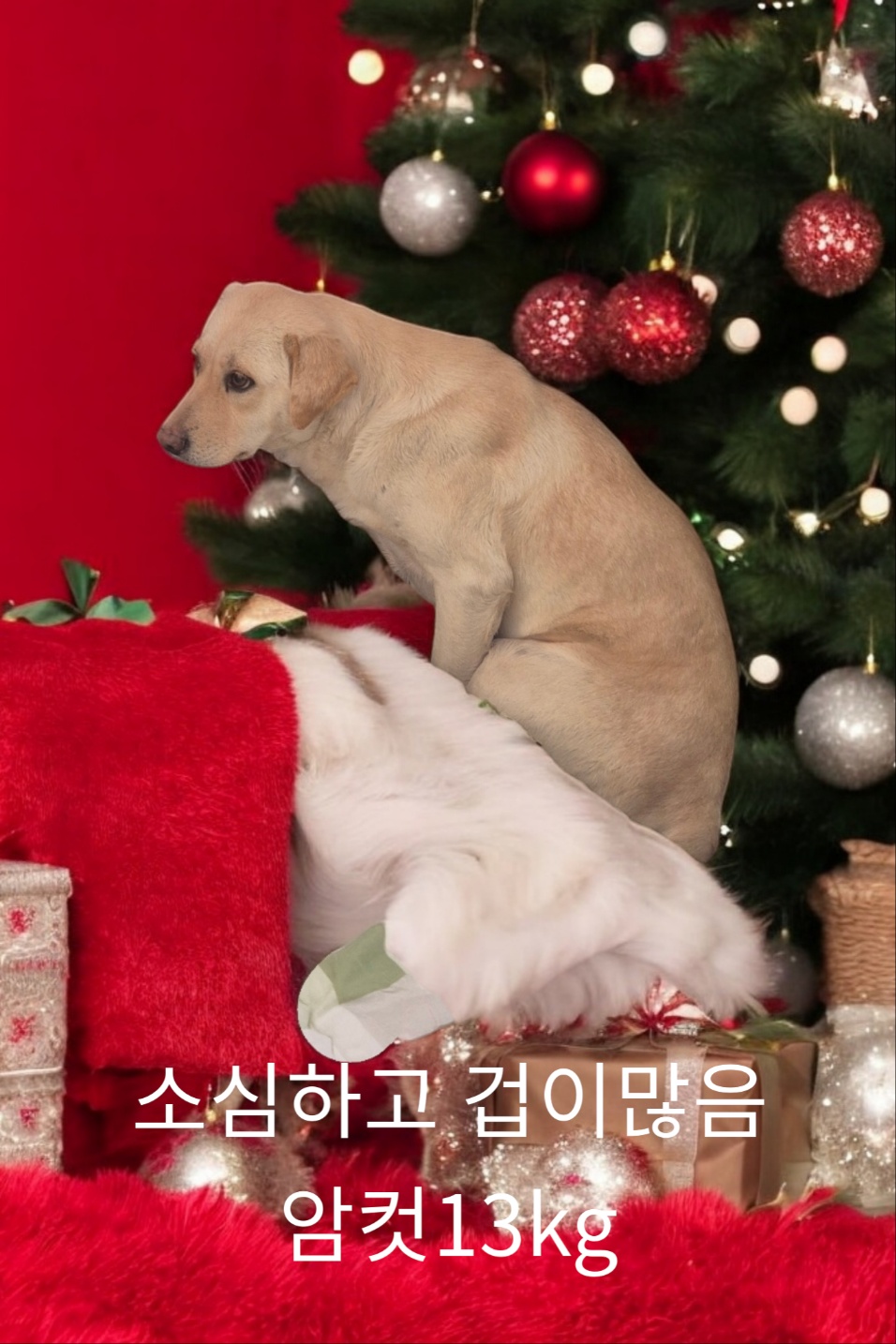 성주유기동물보호센터_447521202400686