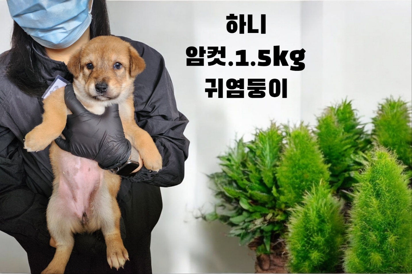 보호중 진도견의 가…