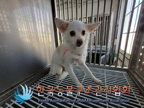 한국동물구조관리협회_411318202400558