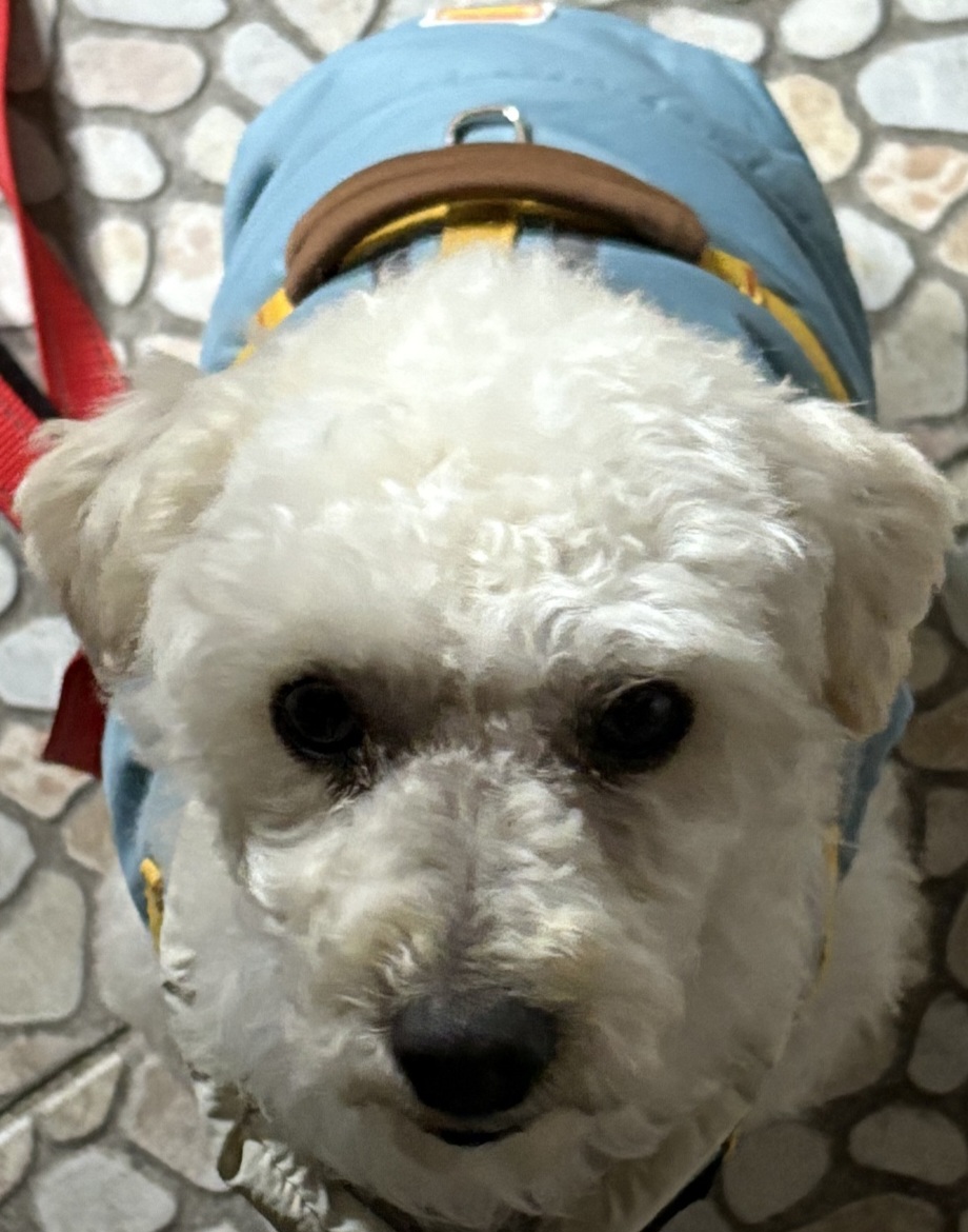 종료(반환) 푸들의…