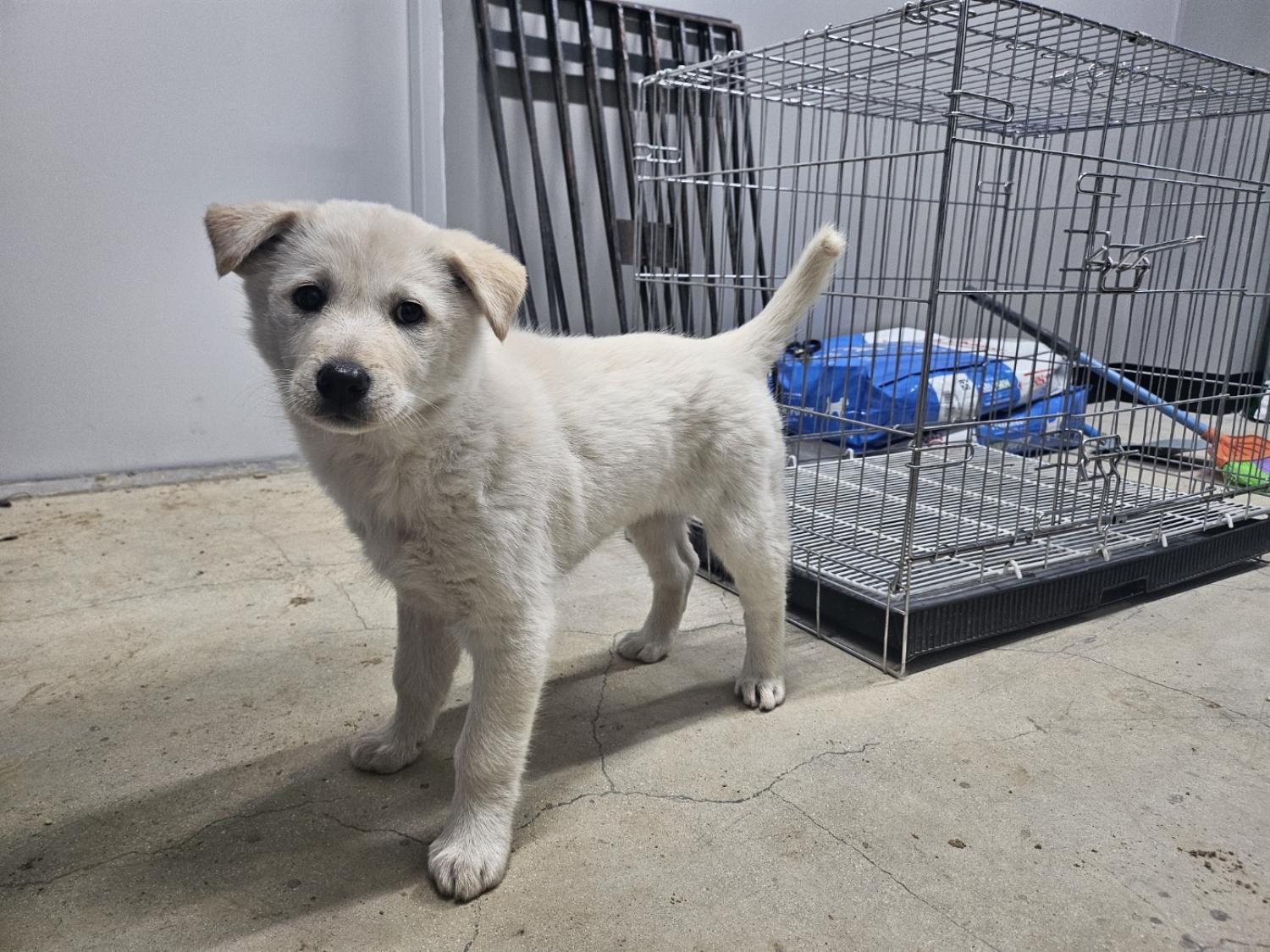 종료(반환) 믹스견…