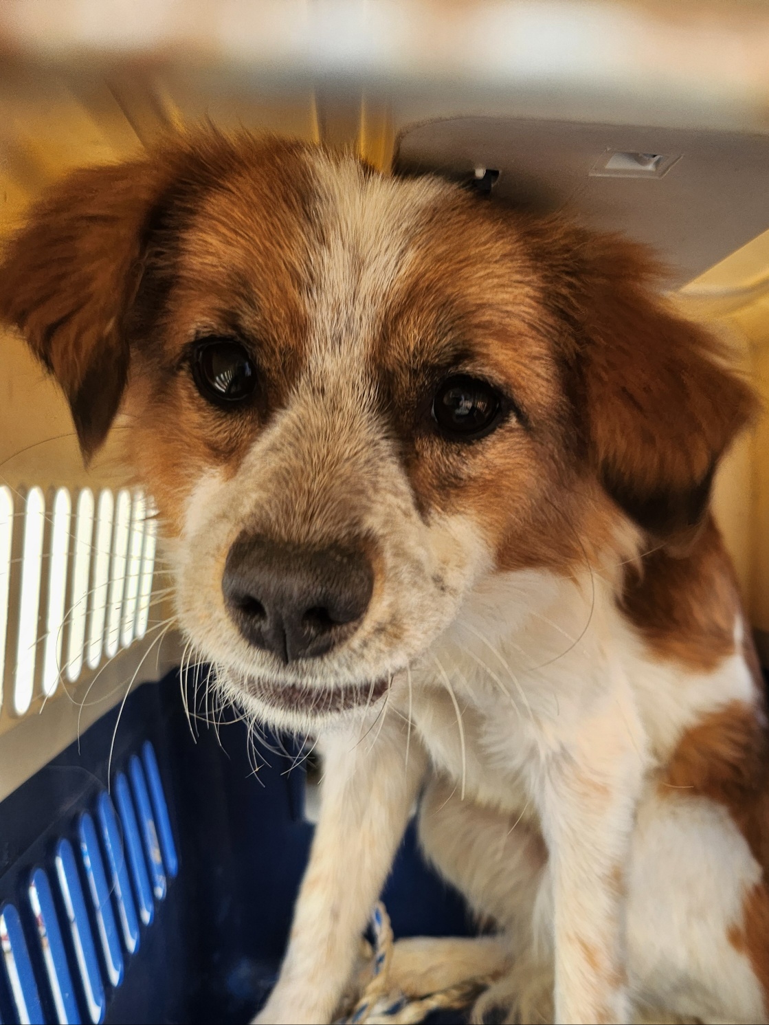 종료(자연사) 믹스…