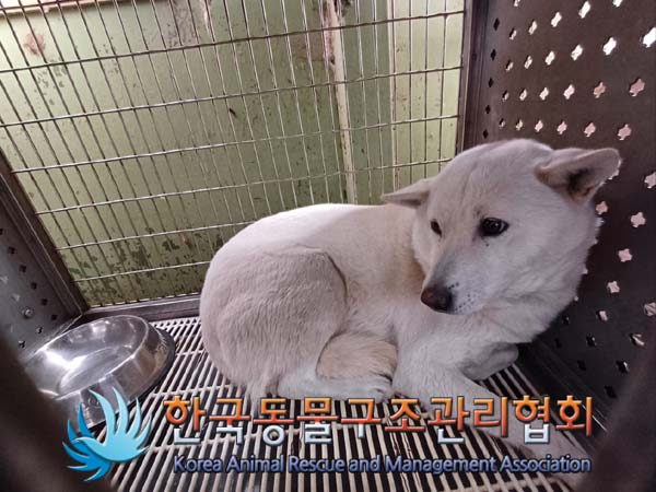 한국동물구조관리협회_441382202400833
