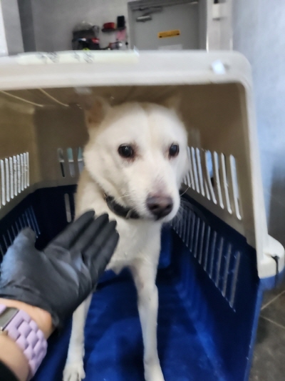 종료(반환) 믹스견…