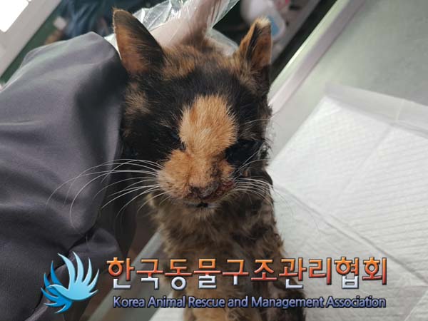 한국동물구조관리협회_441382202400835