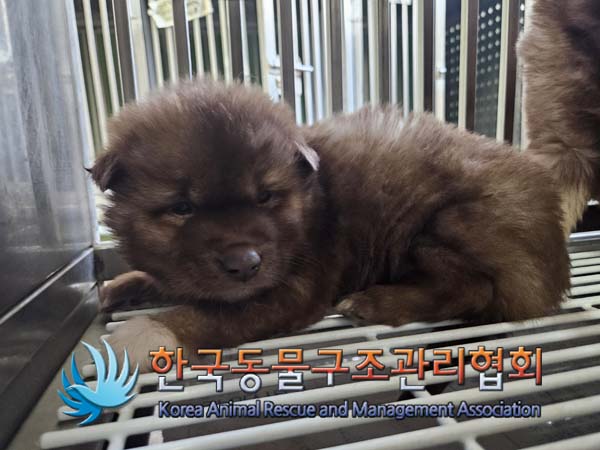 한국동물구조관리협회_411311202401020