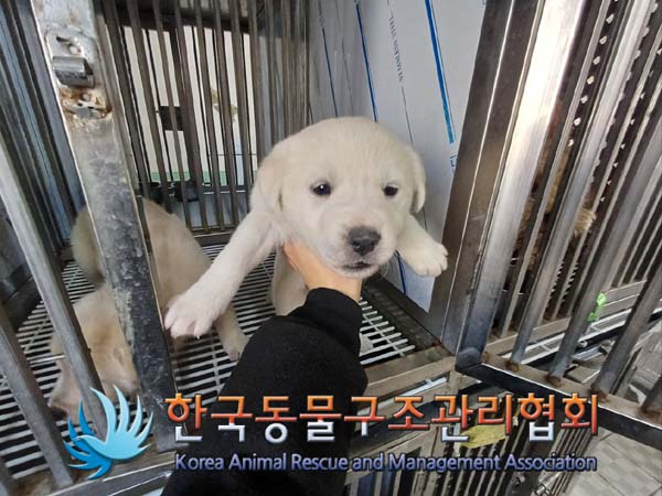 한국동물구조관리협회_441409202401929