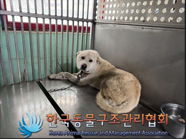 한국동물구조관리협회_441560202401425