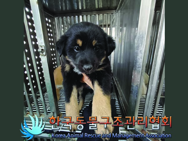 한국동물구조관리협회_441409202401927