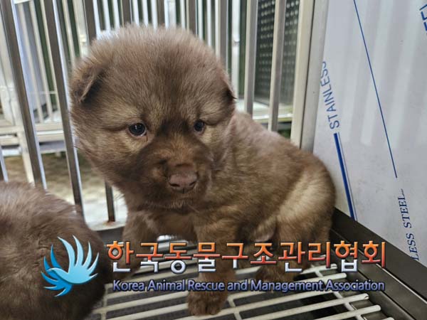 한국동물구조관리협회_411311202401021