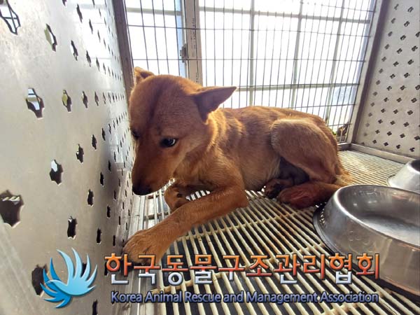 한국동물구조관리협회_411310202400678