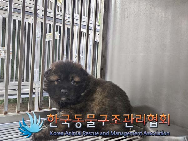 한국동물구조관리협회_411311202401022