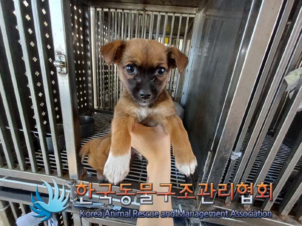 한국동물구조관리협회_441406202402177