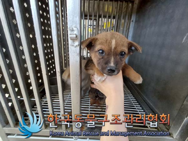 한국동물구조관리협회_441406202402181