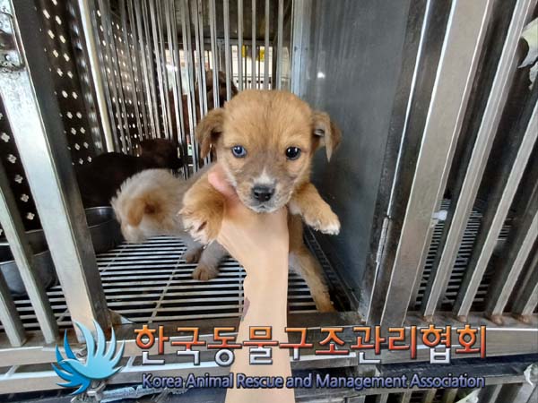 한국동물구조관리협회_441406202402178
