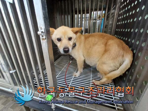 한국동물구조관리협회_441406202402186