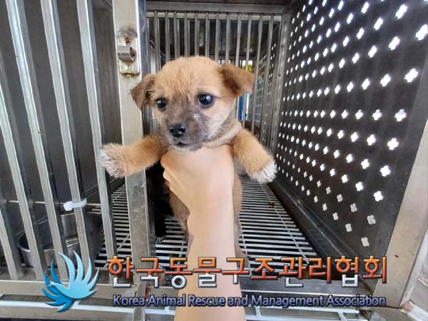 한국동물구조관리협회_441406202402183